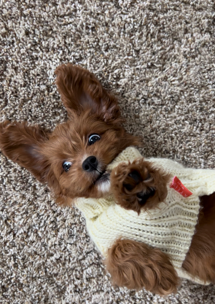 Cute Cavapoo Pup