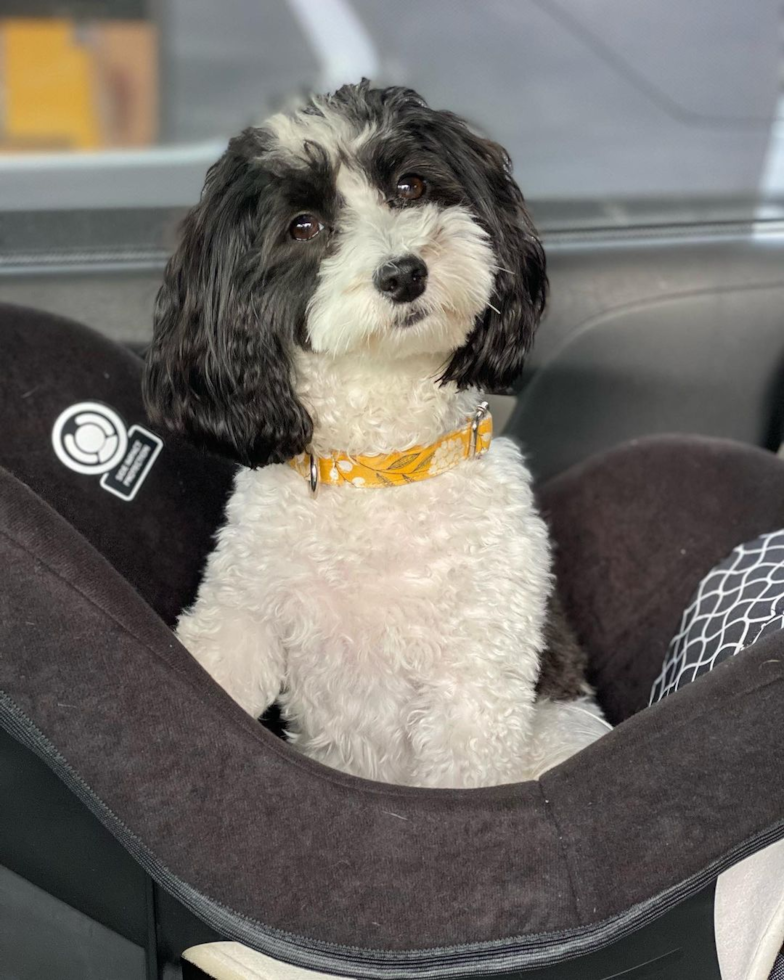 Friendly Havanese Purebred Pup