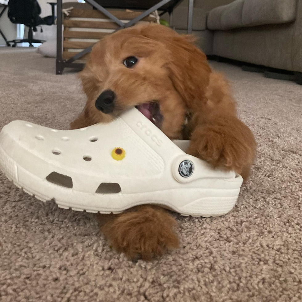 Friendly Mini Goldendoodle Pup in Holtsville NY