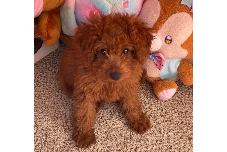 Best Mini Goldendoodle Baby