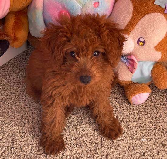 Mini Goldendoodle Pup