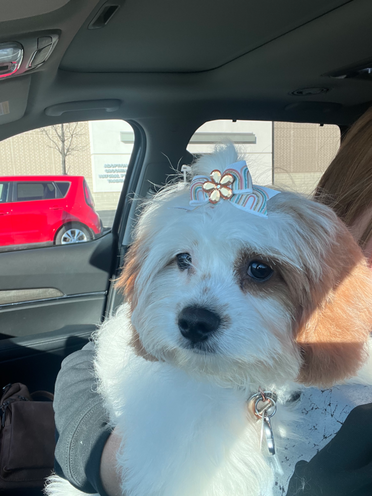 Small Cavapoo Pup in