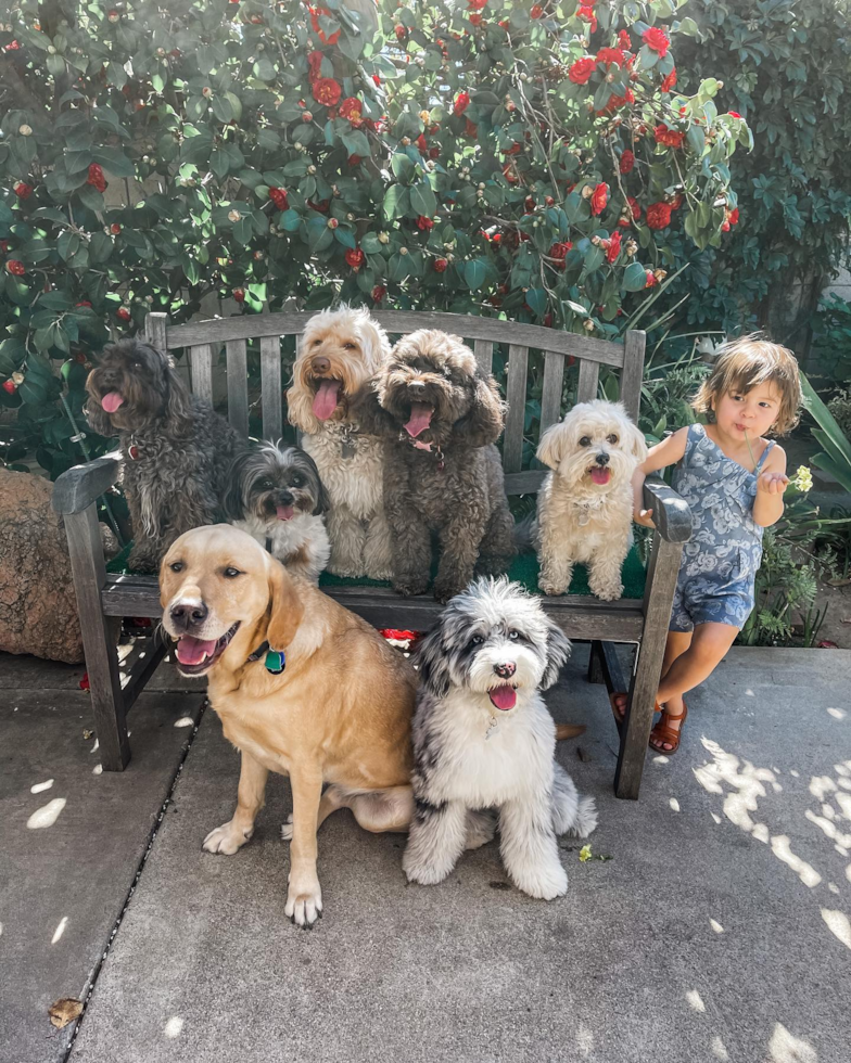 Happy Mini Sheepadoodle Pup in Costa Mesa CA