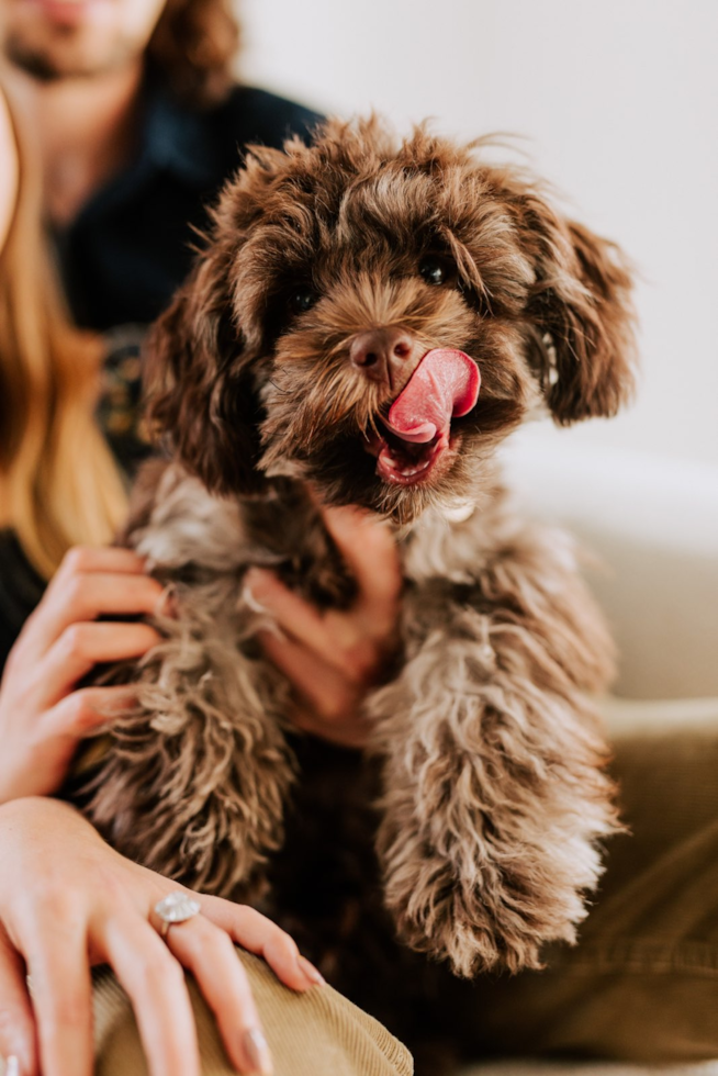 Energetic Shih Poo Poodle Mix Pup