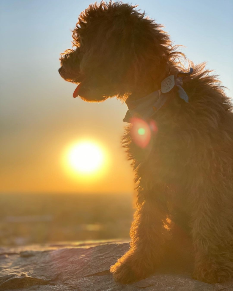 Mini Goldendoodle Being Cute