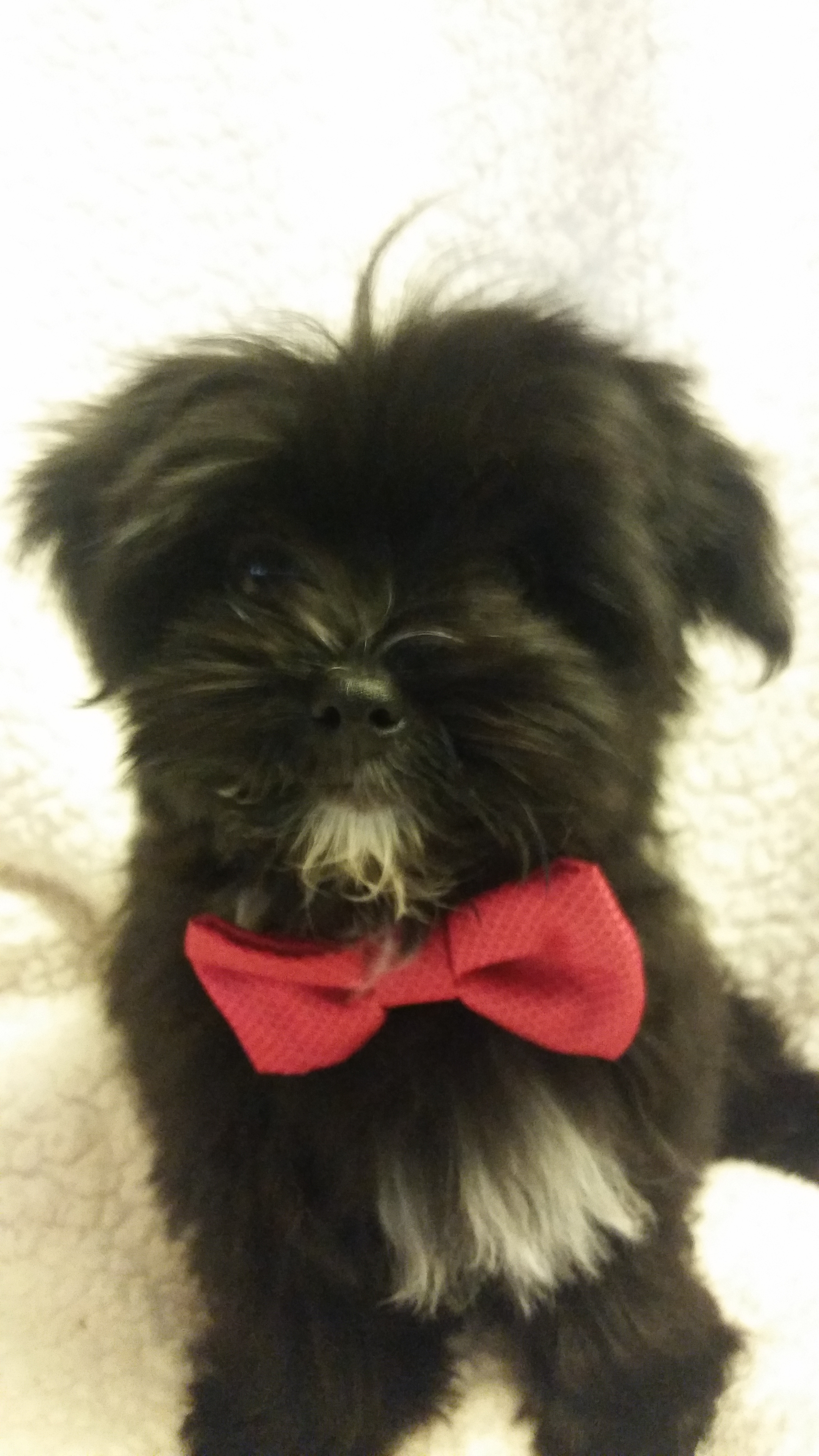 Little Yorkie Designer Puppy