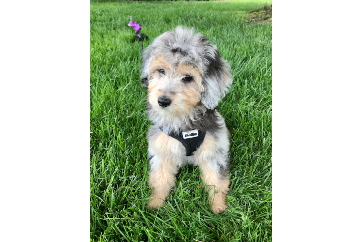 Mini Aussiedoodle Pup Being Cute