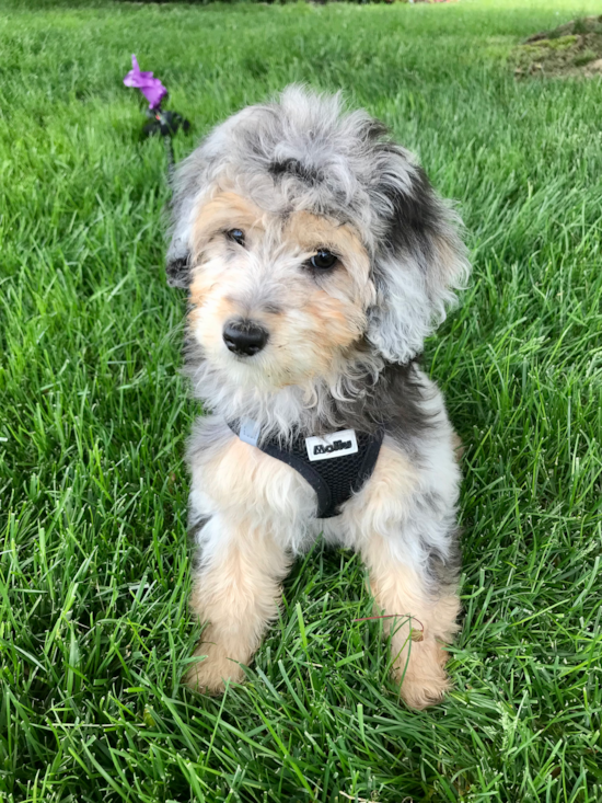 Sweet Mini Aussiedoodle Pup