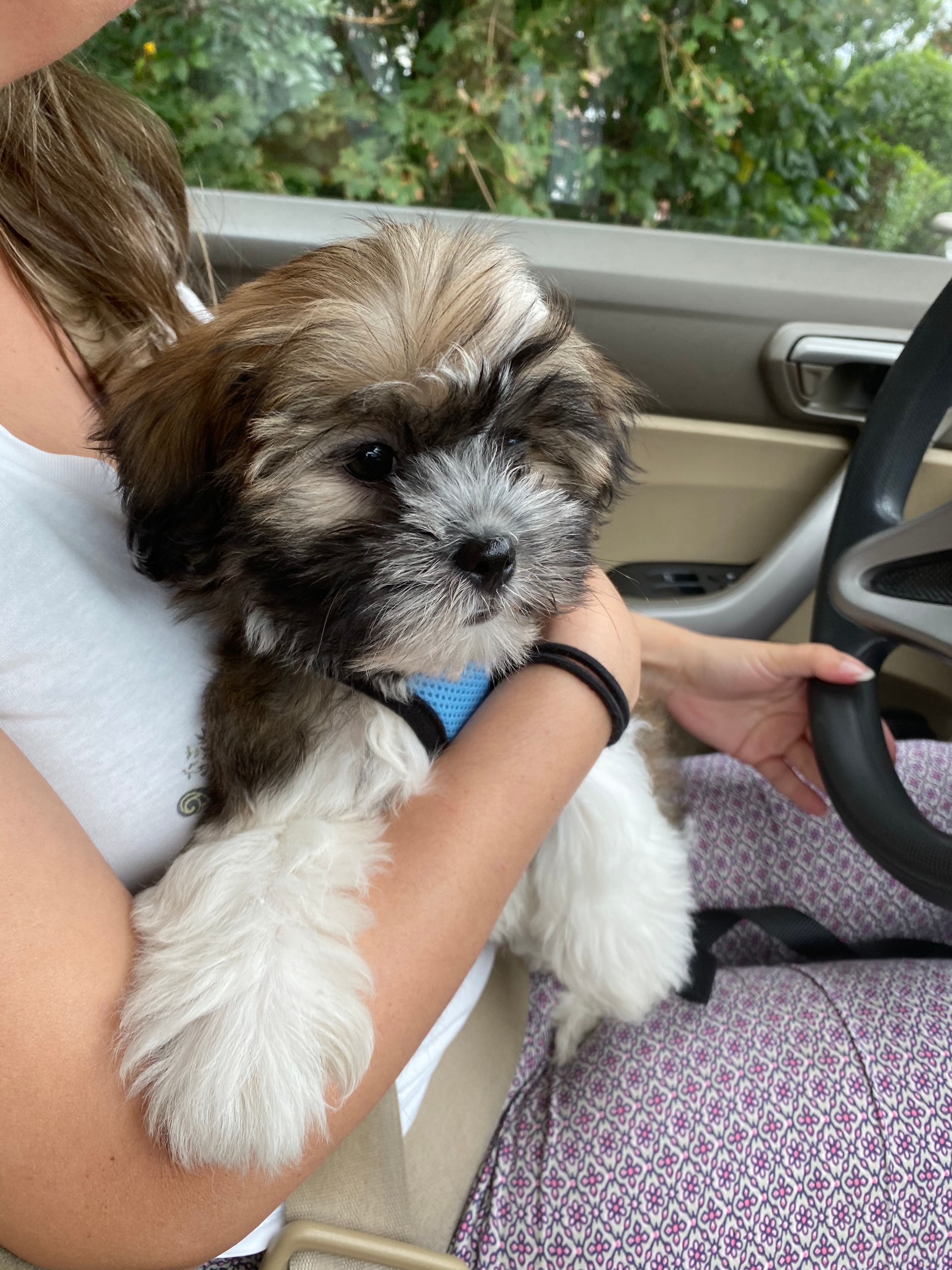 Petite Havashu Designer Pup
