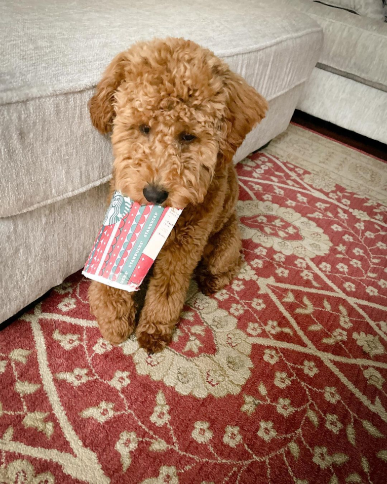 Friendly Mini Goldendoodle Pup in Dublin CA