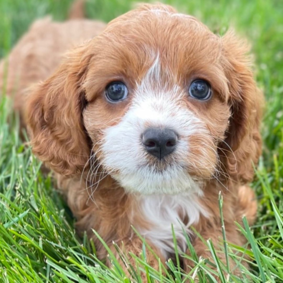 Cavapoo Being Cute