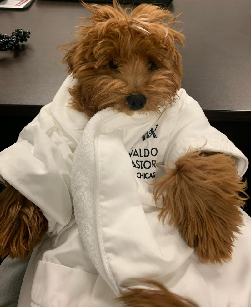 Sweet Cavapoo Pup in Chicago IL