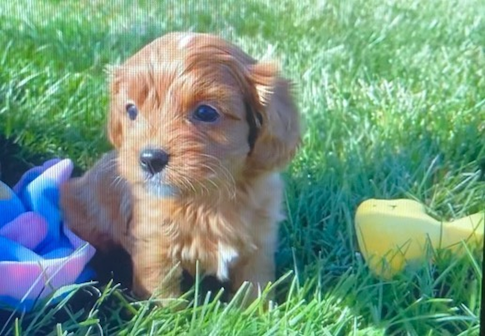 Friendly Cavapoo Pup