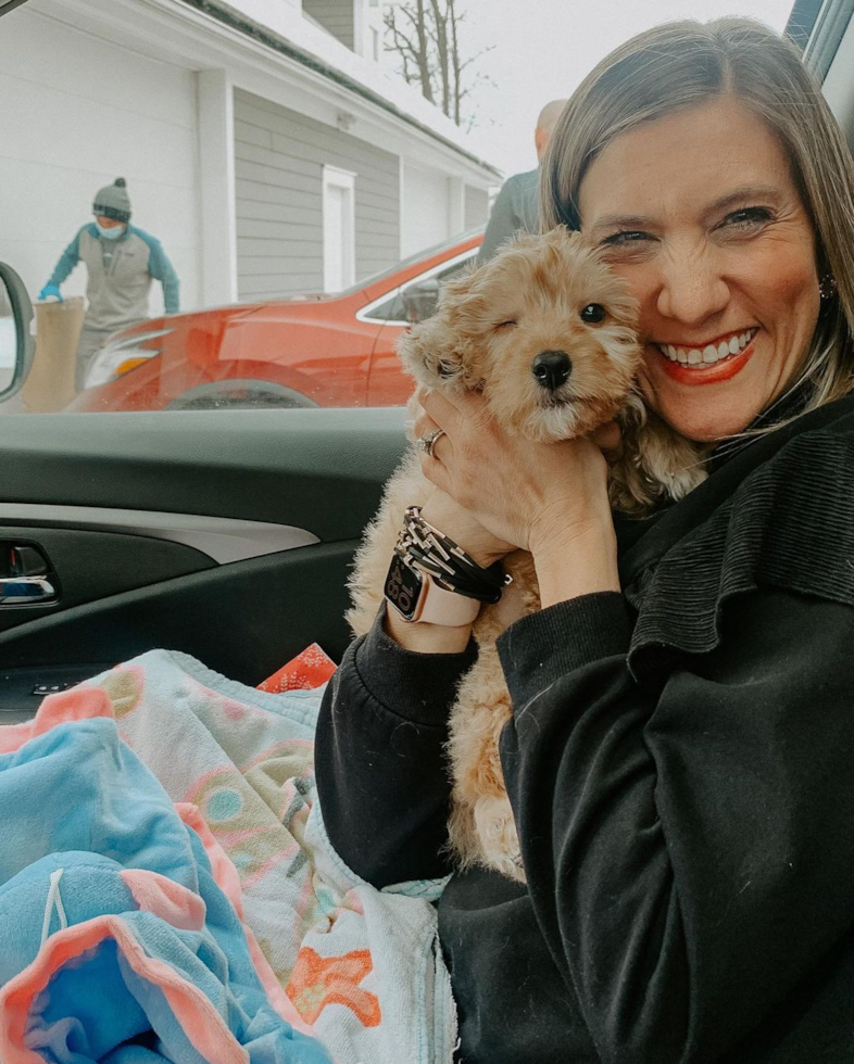 Mc Kees Rocks Cavapoo Pup