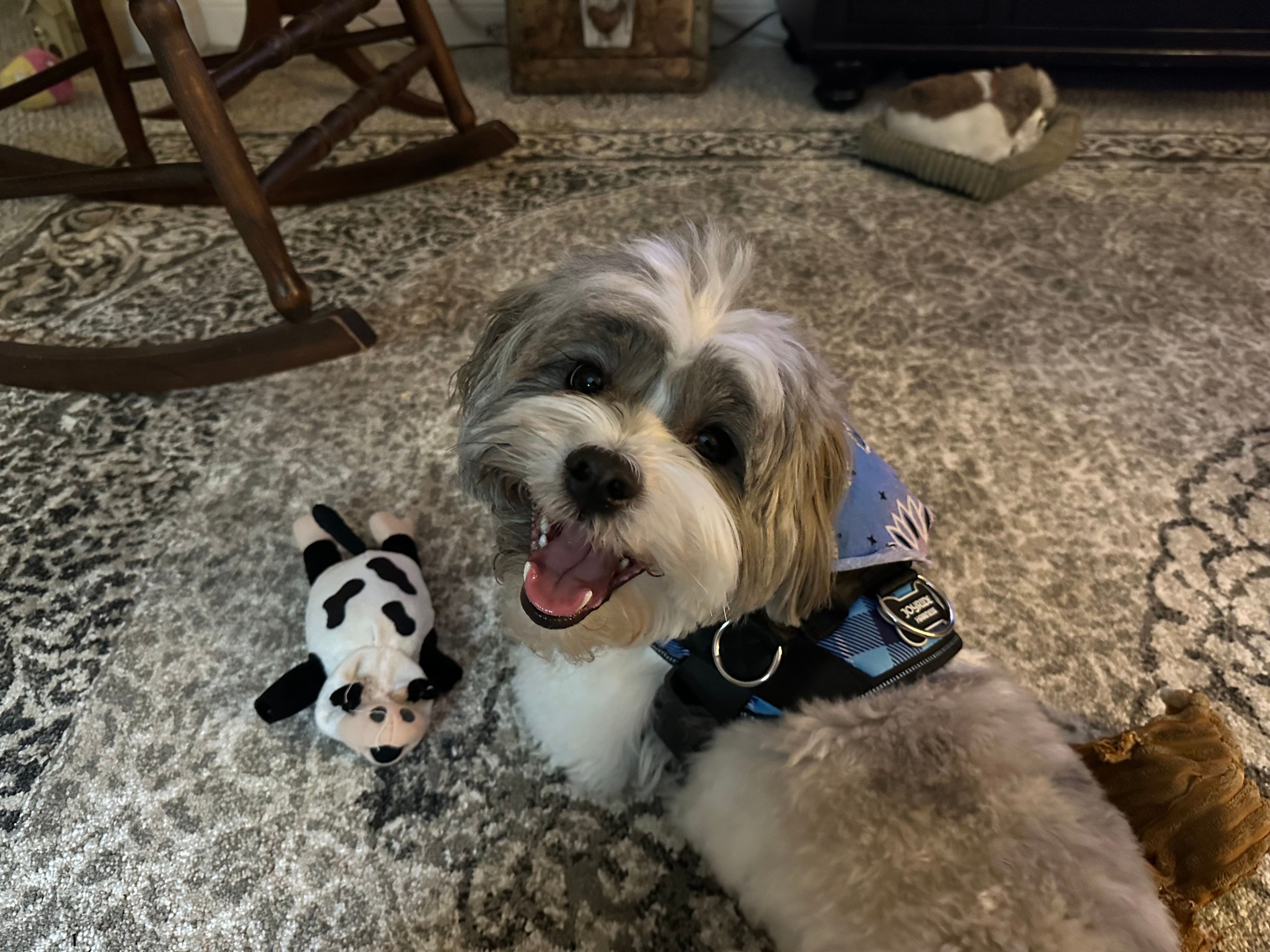Funny Teddy Bear Designer Pup