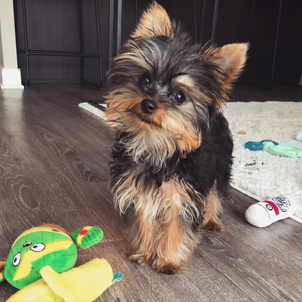 Petite Yorkie Purebred Pup