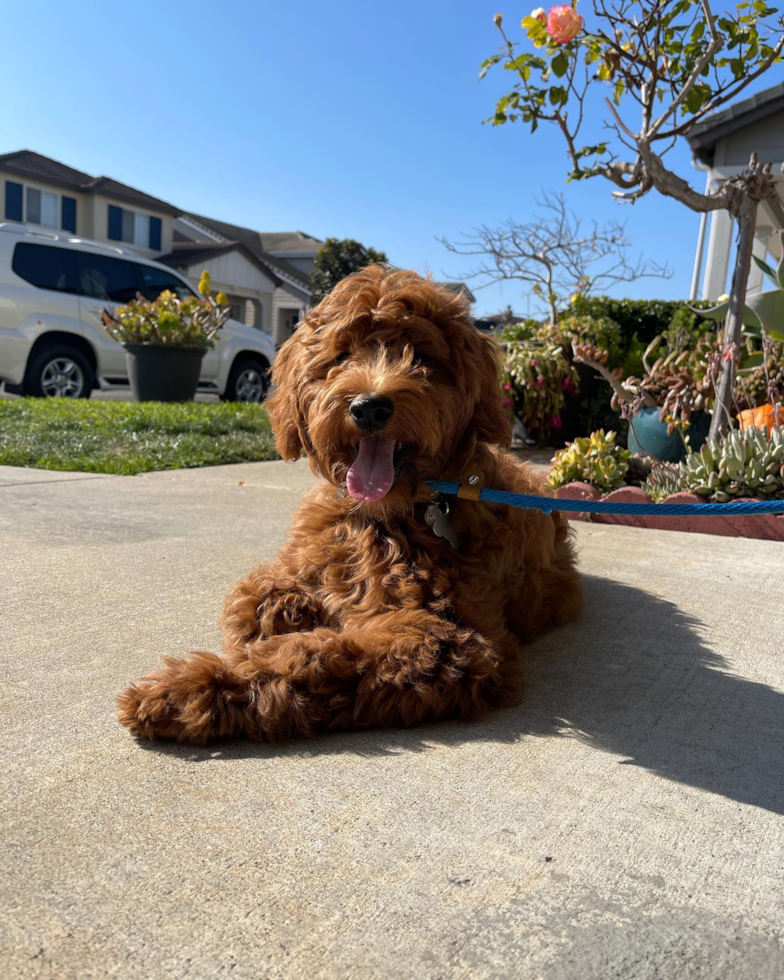 Popular Mini Goldendoodle Poodle Mix Pup