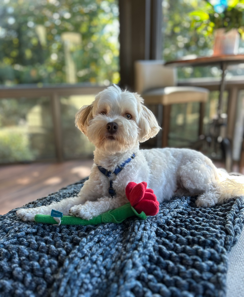 Petite Bichon Habanero Purebred Pup