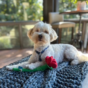 Petite Bichon Habanero Purebred Pup