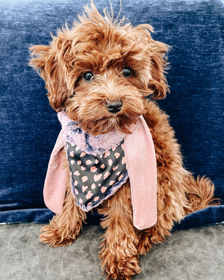 Sweet Cavapoo Pup