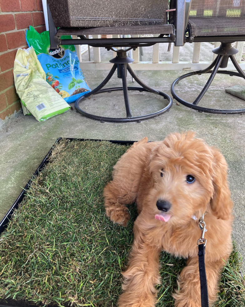 Cute Mini Goldendoodle Pup