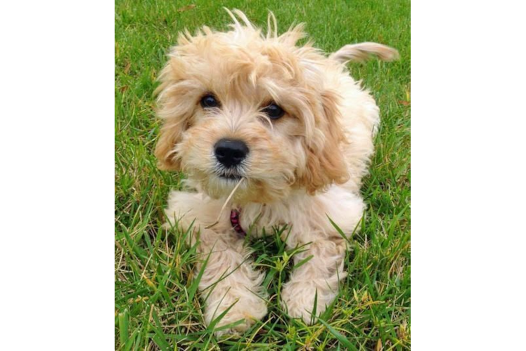 Best Cavachon Baby