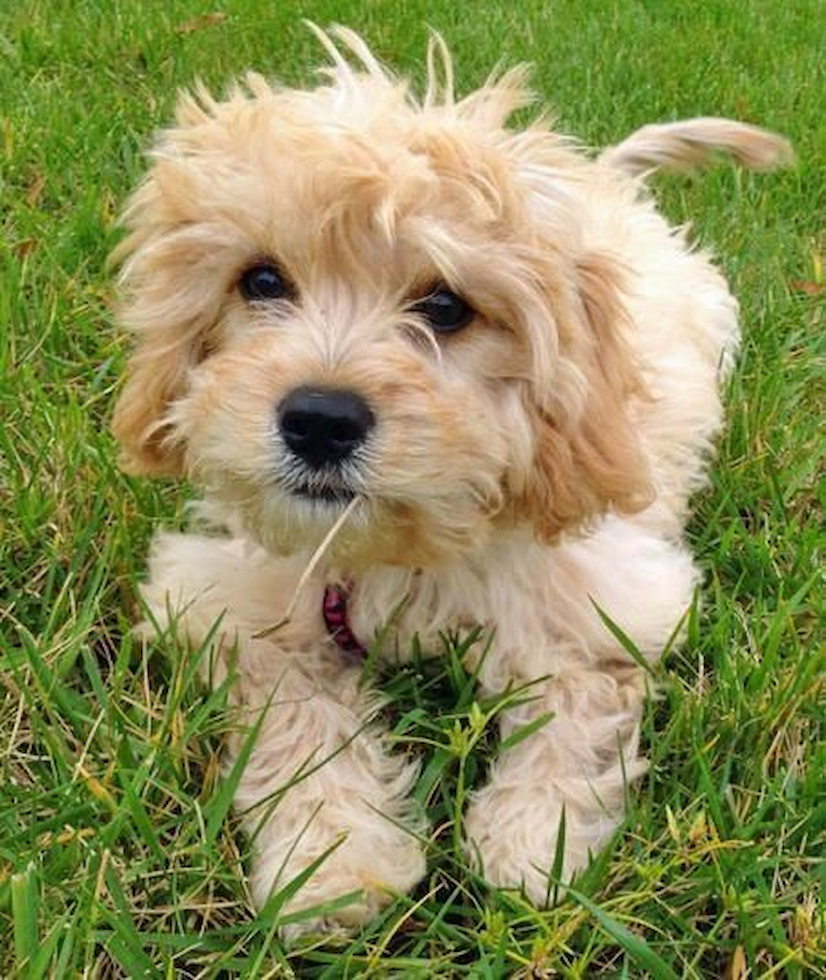 Cavachon Being Cute