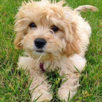 Cavachon Being Cute