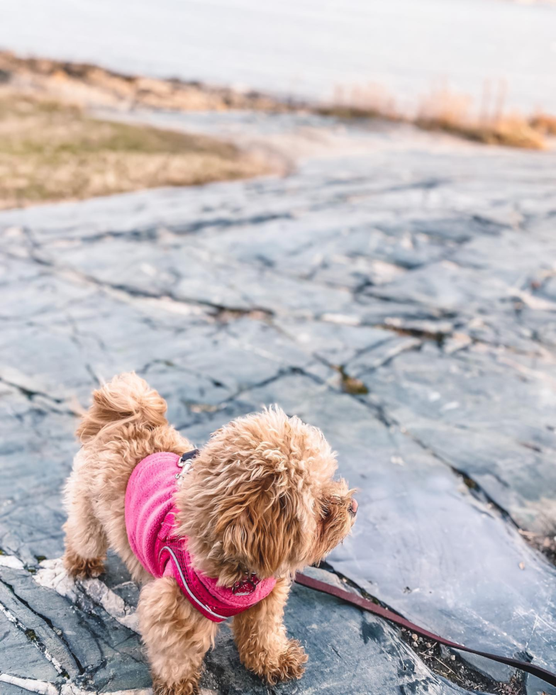 Sweet Maltipoo Pup in Boston MA