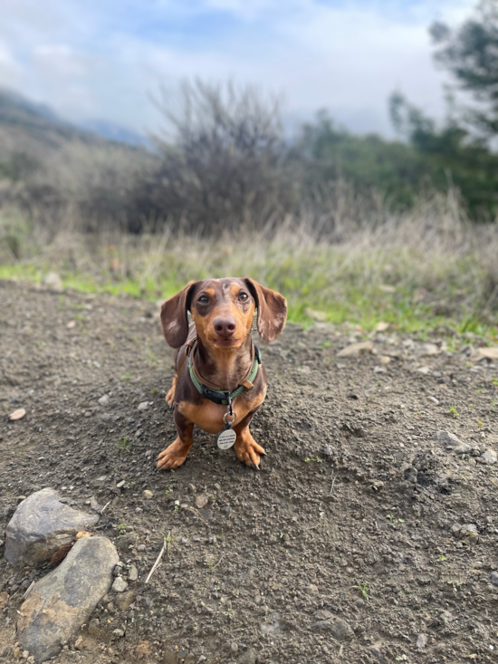 Dachshund