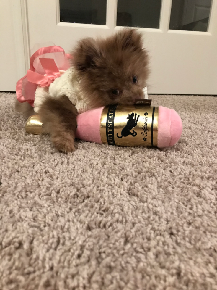 Little Pomeranian Purebred Pup