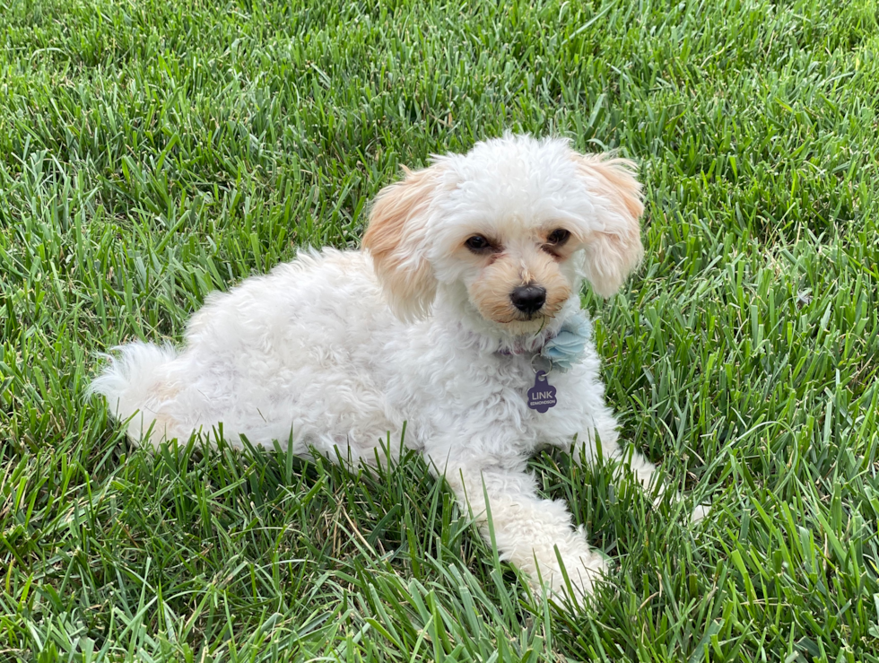 Maltipoo Pup