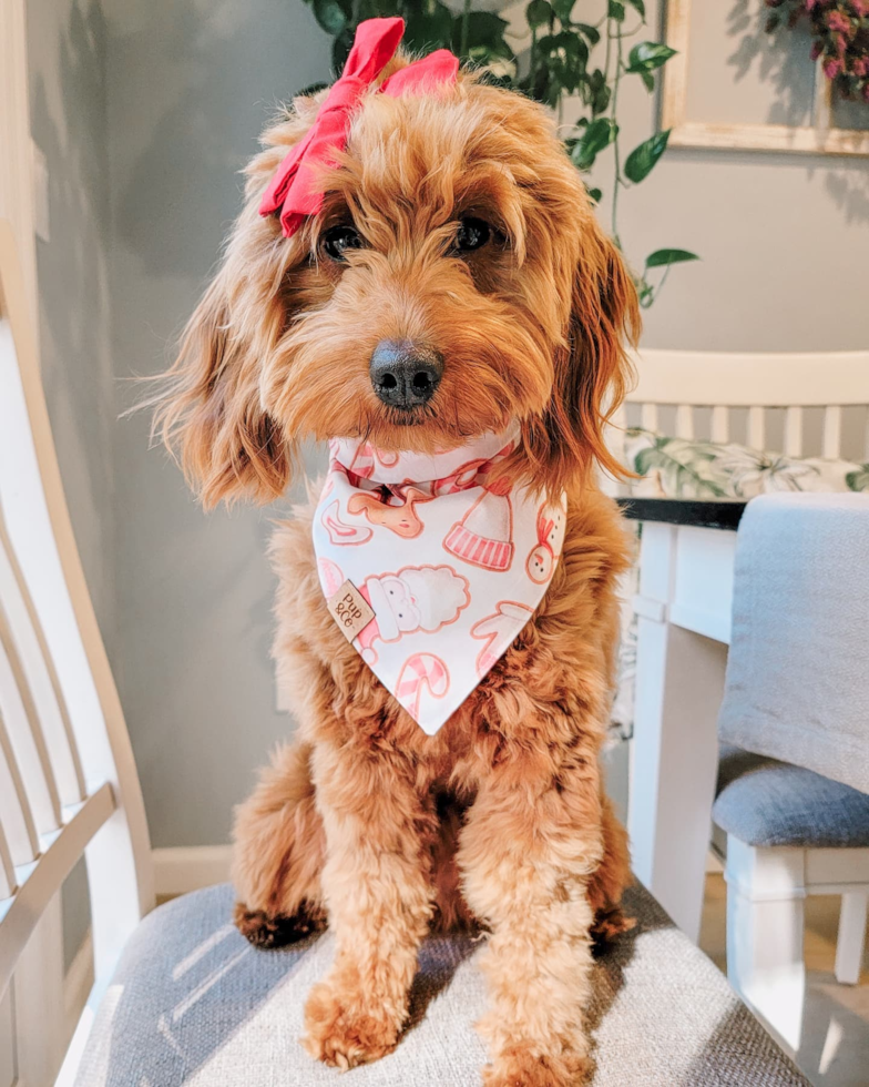 Hopatcong Mini Goldendoodle Pup