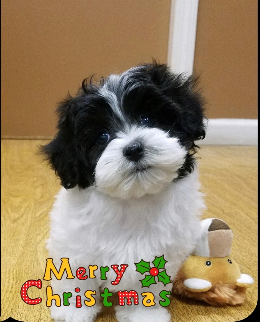 Smart Maltipoo Poodle Mix Pup