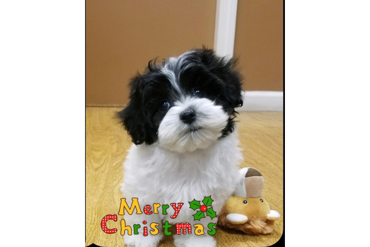 Smart Maltipoo Poodle Mix Pup