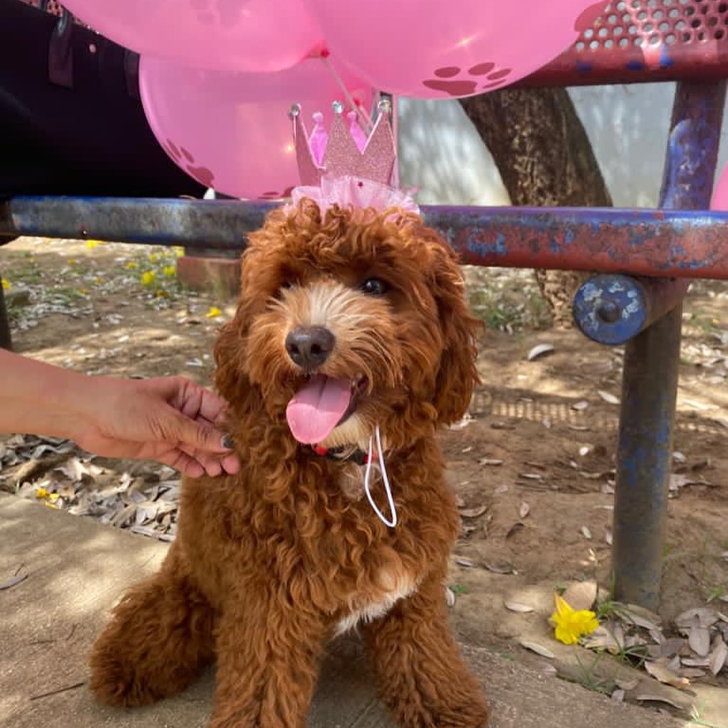 Funny Cavapoo Poodle Mix Pup