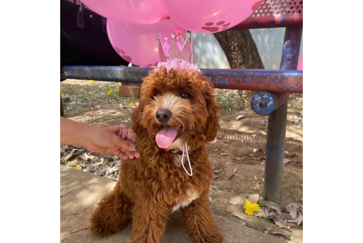 Funny Cavapoo Poodle Mix Pup