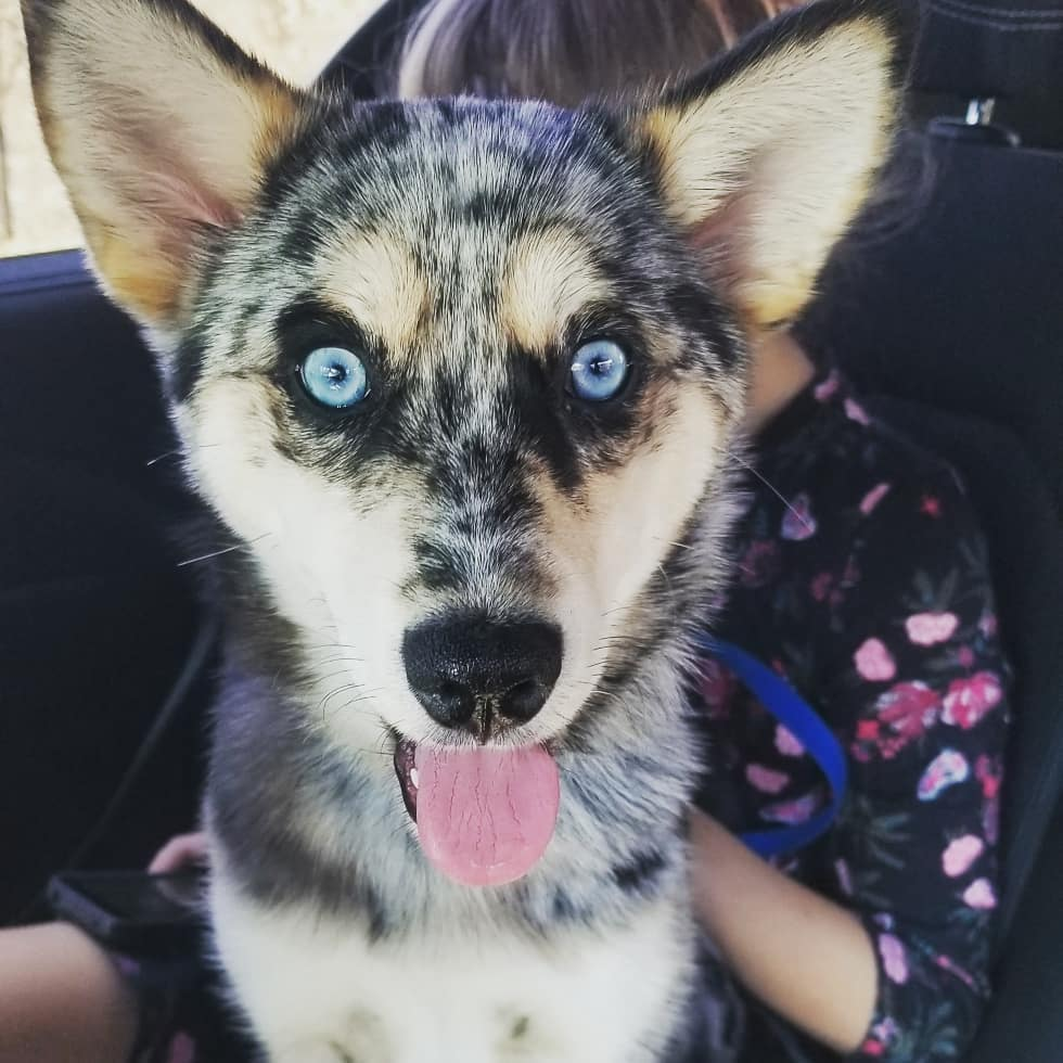 Small Pomsky Pup in Aliquippa PA