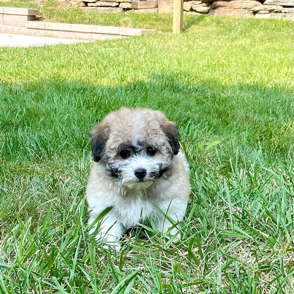 Cute Havanese Purebred Pup