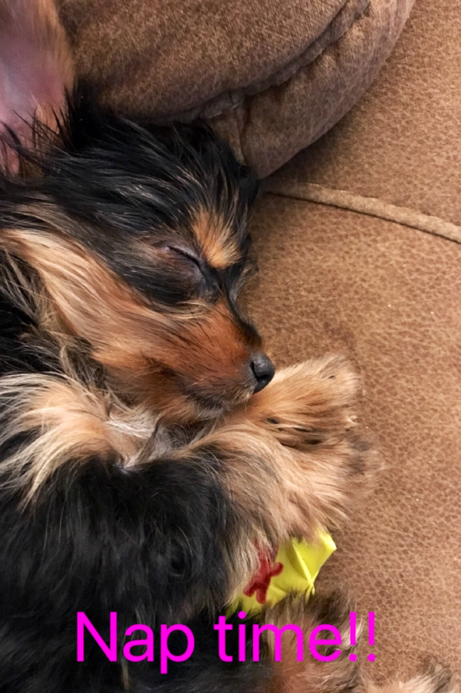 Petite Yorkshire Terrier Pup in Rio Grande City TX