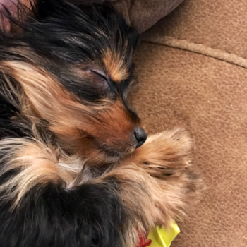 Petite Yorkshire Terrier Pup in Rio Grande City TX