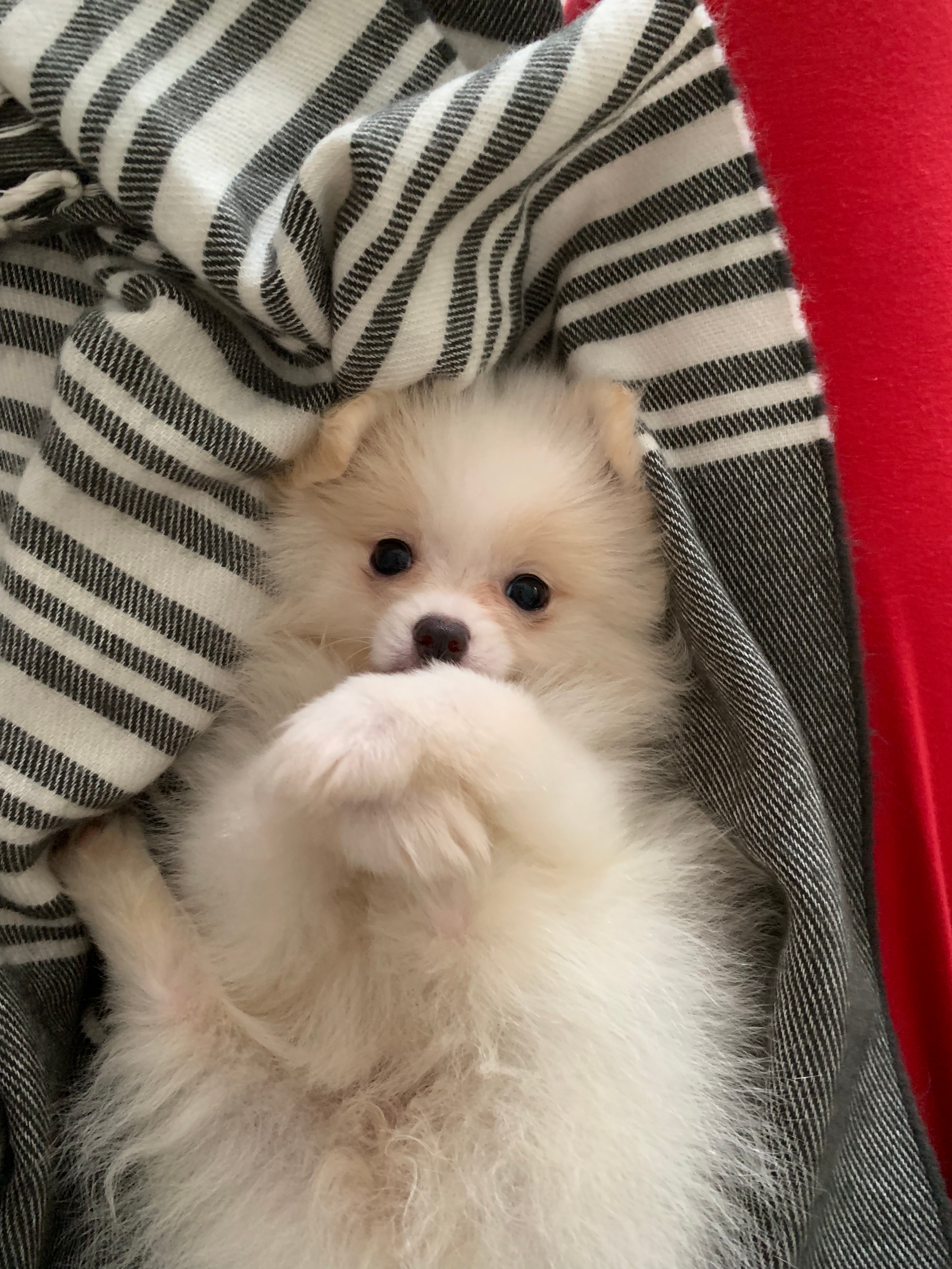 Pomeranian Pup Being Cute