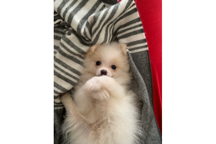 Pomeranian Pup Being Cute