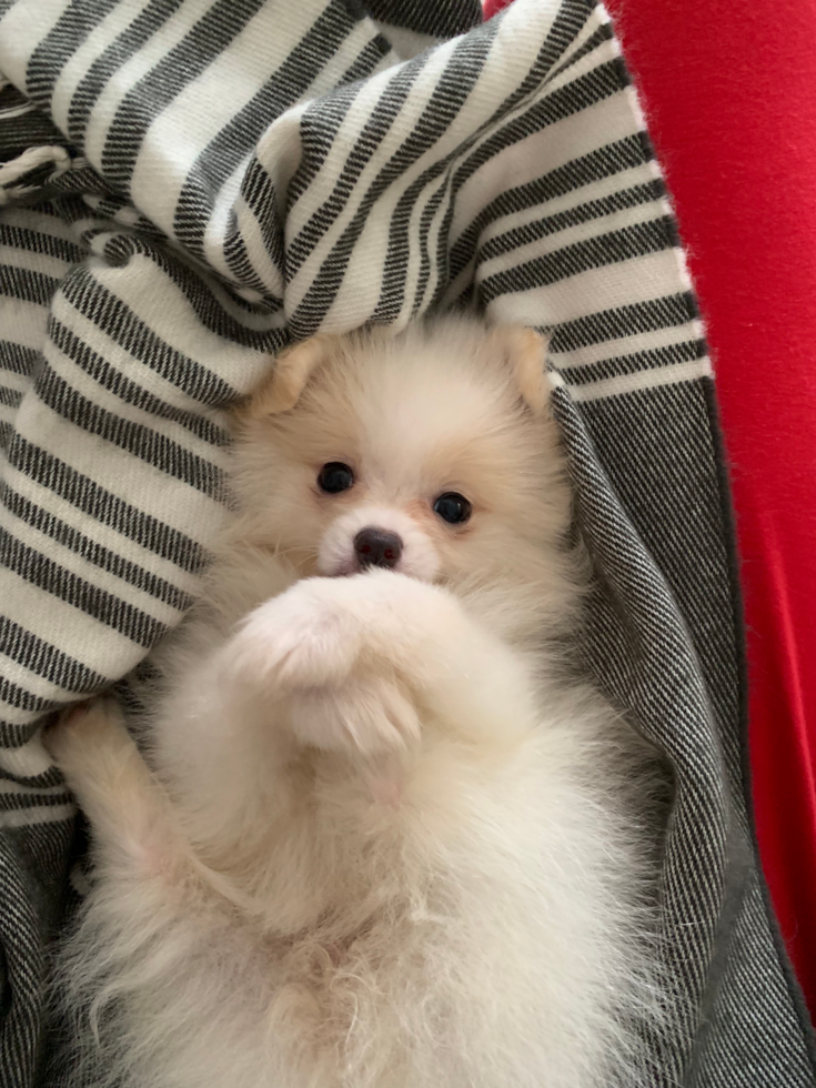 Akc Registered Pomeranian Pup