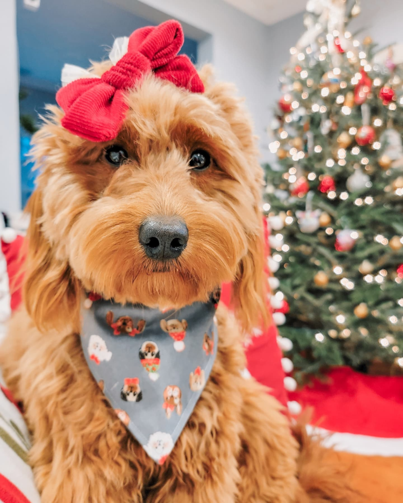 Hopatcong Mini Goldendoodle Pup