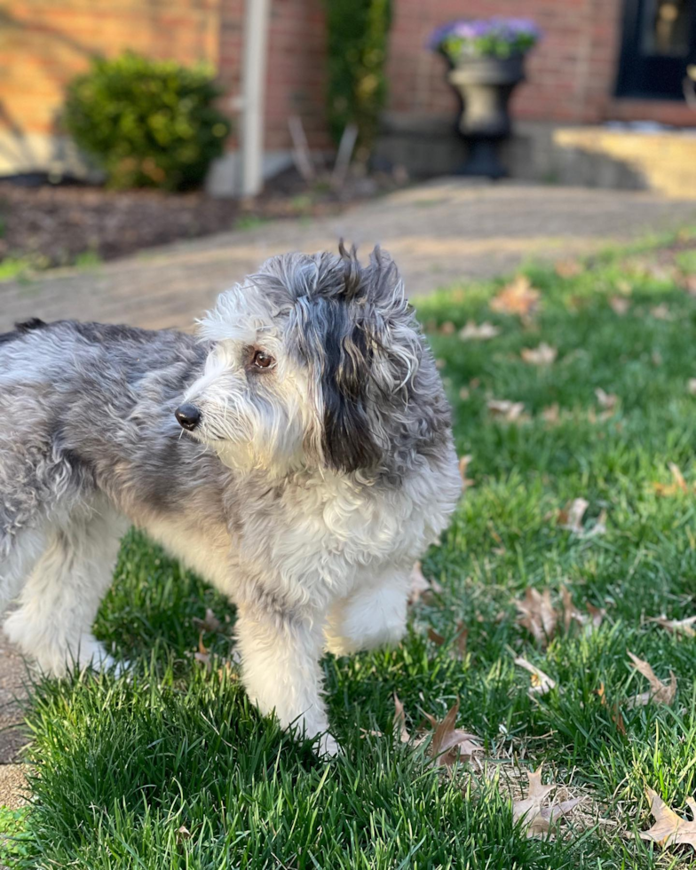 Fluffy Mini Aussiedoodle Poodle Mix Pup