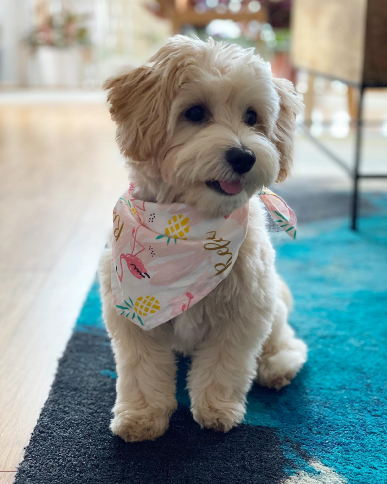 Cute Maltipoo Pup in Brooklyn NY