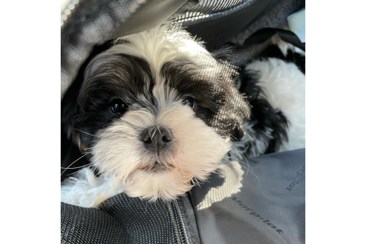 Energetic Shichon Designer Puppy