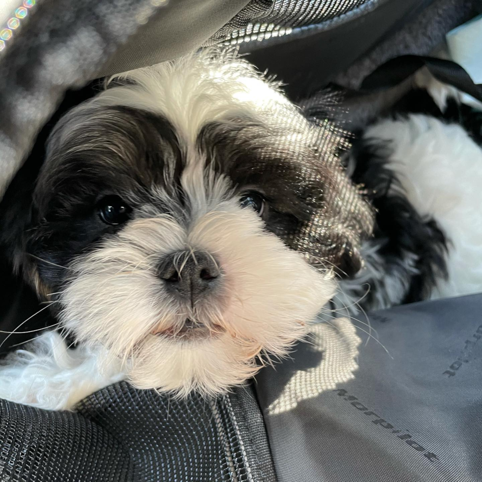 Canal Winchester Teddy Bear Pup