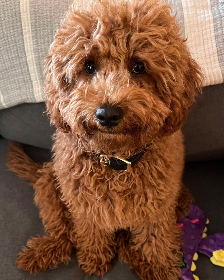 Cute Cavapoo Pup in Alameda CA